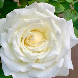 Meet your Posher, Amor